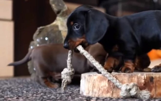 Aslanın kafesine köpek bıraktılar! Herkes, olanları şaşkınlıkla izledi 4