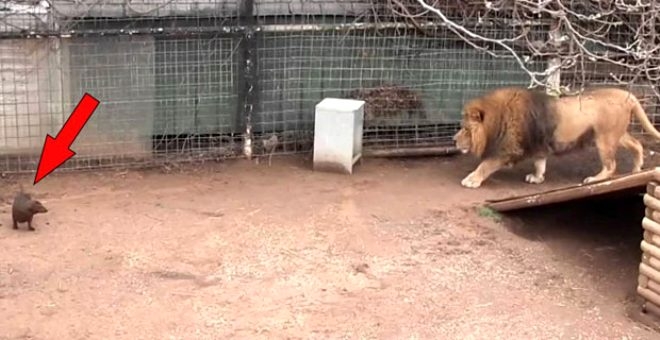 Aslanın kafesine köpek bıraktılar! Herkes, olanları şaşkınlıkla izledi 7