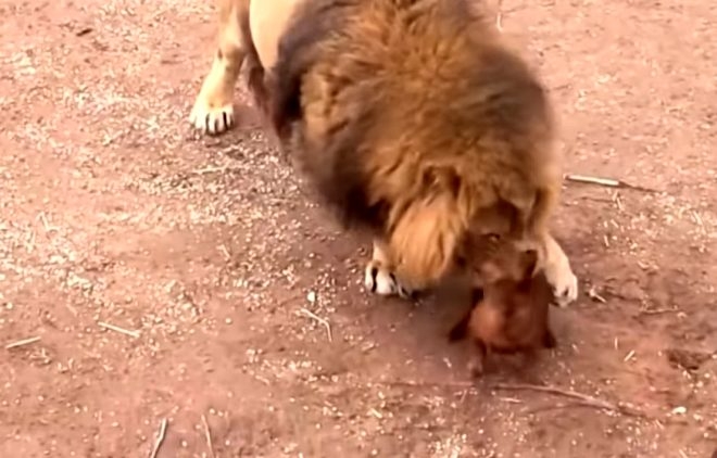 Aslanın kafesine köpek bıraktılar! Herkes, olanları şaşkınlıkla izledi 8