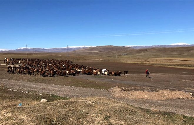 Kurt sürüsü saldırıları, göçerlerin korkulu rüyası 4