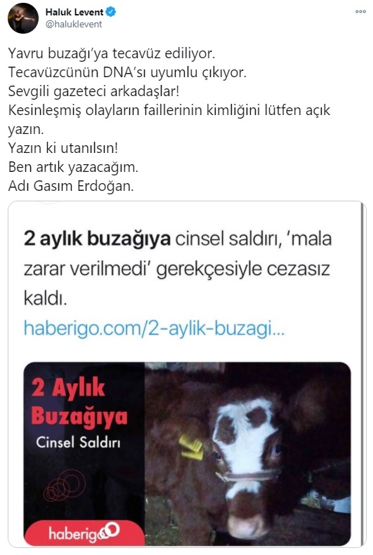 Haluk Levent, cinsel saldırıya uğrayan buzağı ve annesini sahiplendi 6