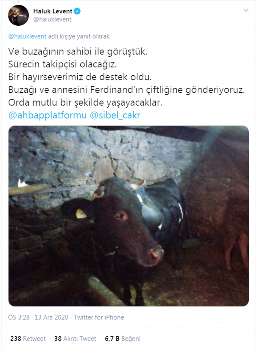 Haluk Levent, cinsel saldırıya uğrayan buzağı ve annesini sahiplendi 7