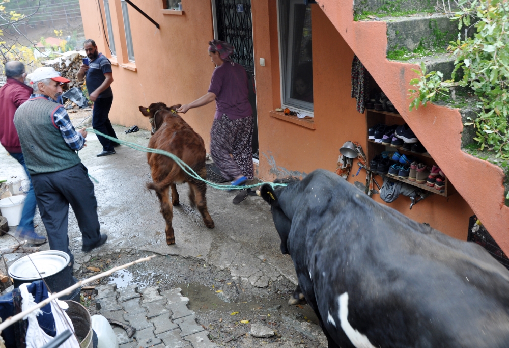 Haluk Levent, cinsel saldırıya uğrayan buzağı ve annesini sahiplendi 8