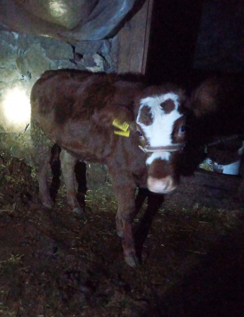 Haluk Levent, cinsel saldırıya uğrayan buzağı ve annesini sahiplendi 9