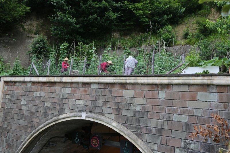 Artvin'de tünelin üstünü tarlaya çevirdiler 10