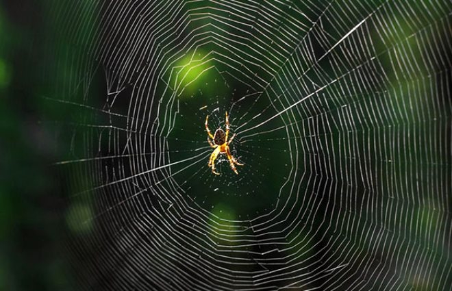 Dünyanın en tehlikeli örümceği! 6