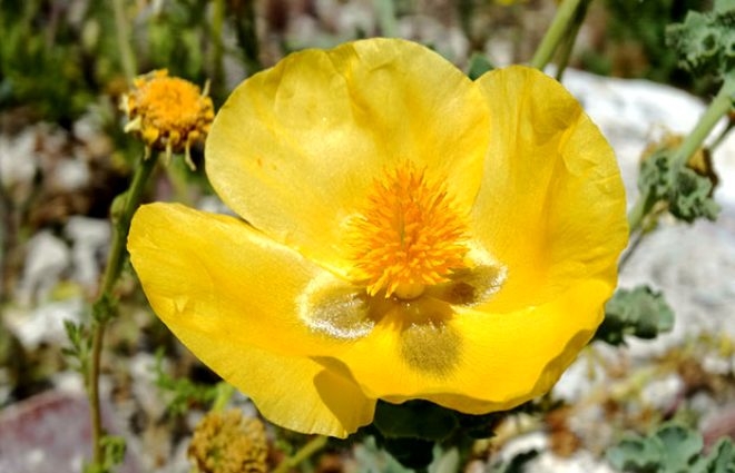 Cistus Creticus bitkisi koronavirüsten koruyor! 5