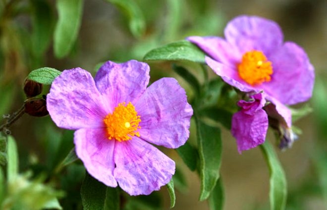 Cistus Creticus bitkisi koronavirüsten koruyor! 7