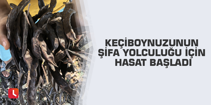 Keçiboynuzunun şifa yolculuğu için hasat başladı