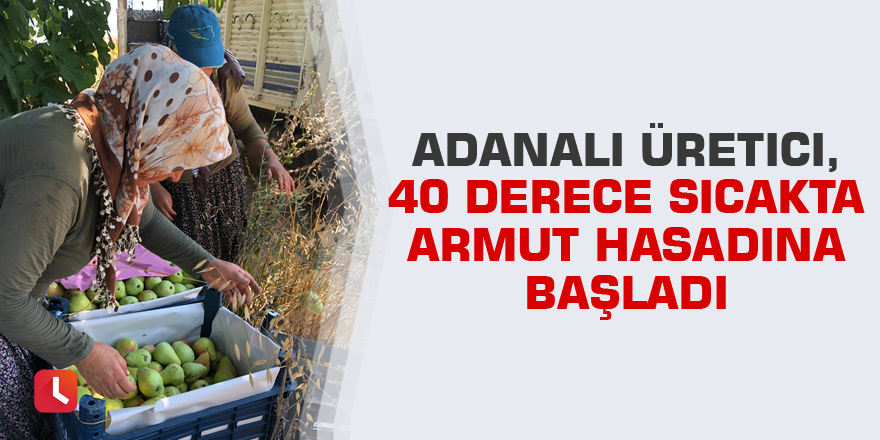 Adanalı üretici, 40 derece sıcakta armut hasadına başladı