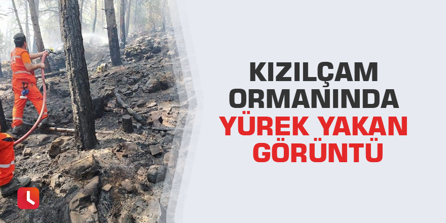 Kızılçam ormanında yürek yakan görüntü