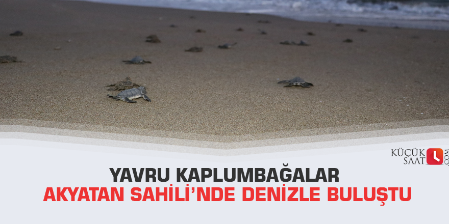 Yavru kaplumbağalar Akyatan Sahili’nde denizle buluştu