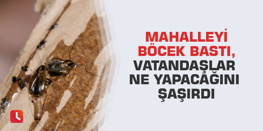 Mahalleyi böcek bastı, vatandaşlar ne yapacağını şaşırdı