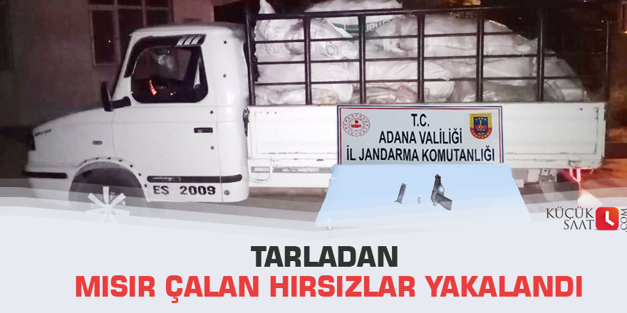 Tarladan mısır çalan hırsızlar yakalandı