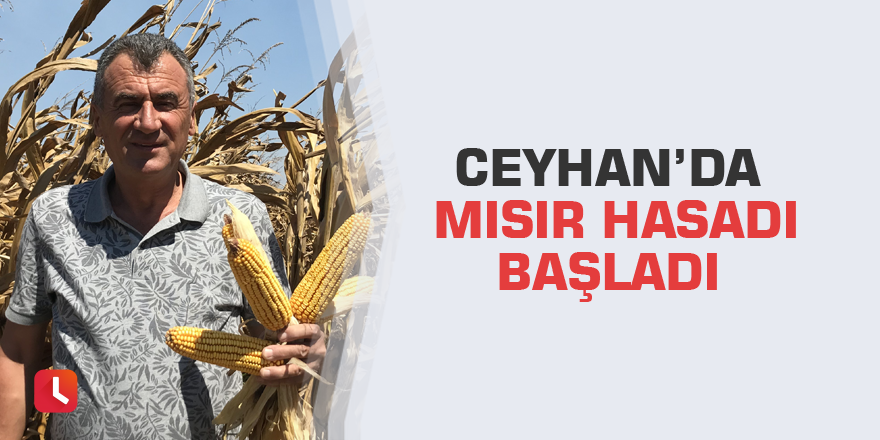 Ceyhan’da mısır hasadı başladı