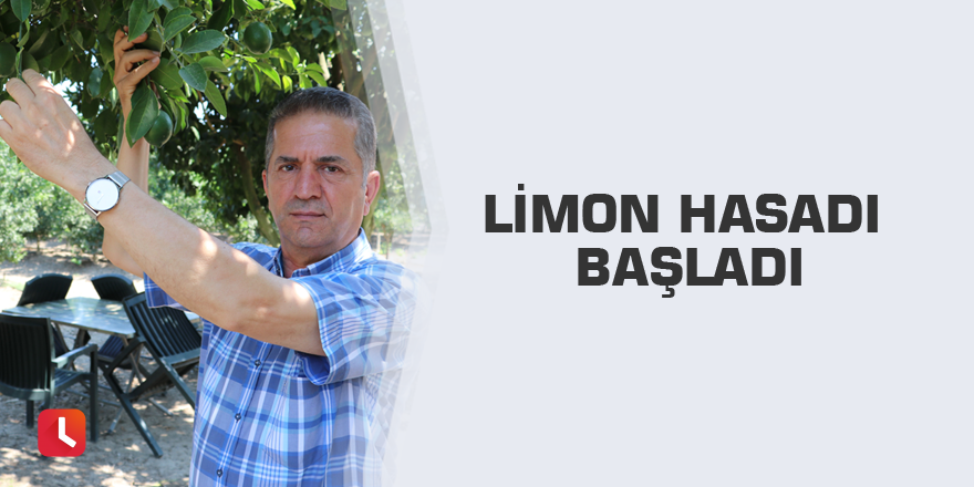 Limon hasadı başladı