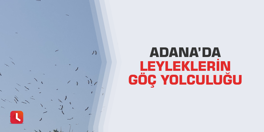 Adana’da leyleklerin göç yolculuğu