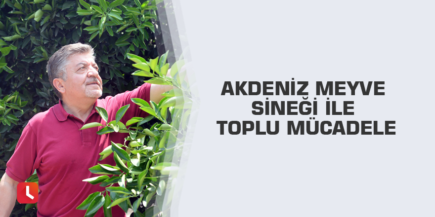 Akdeniz meyve sineği ile toplu mücadele