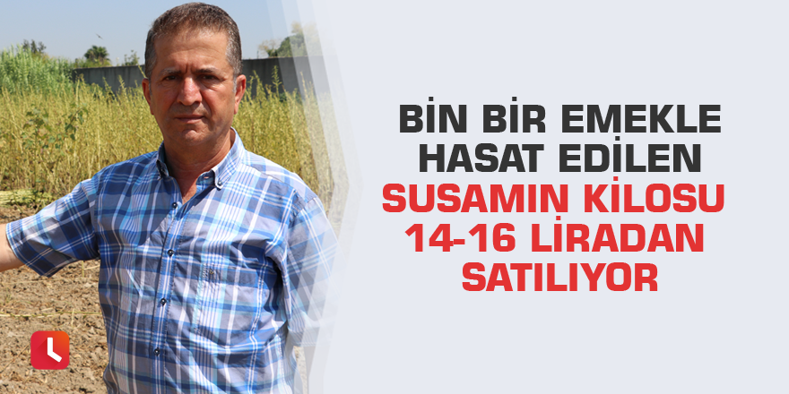 Bin bir emekle hasat edilen susamın kilosu 14-16 liradan satılıyor