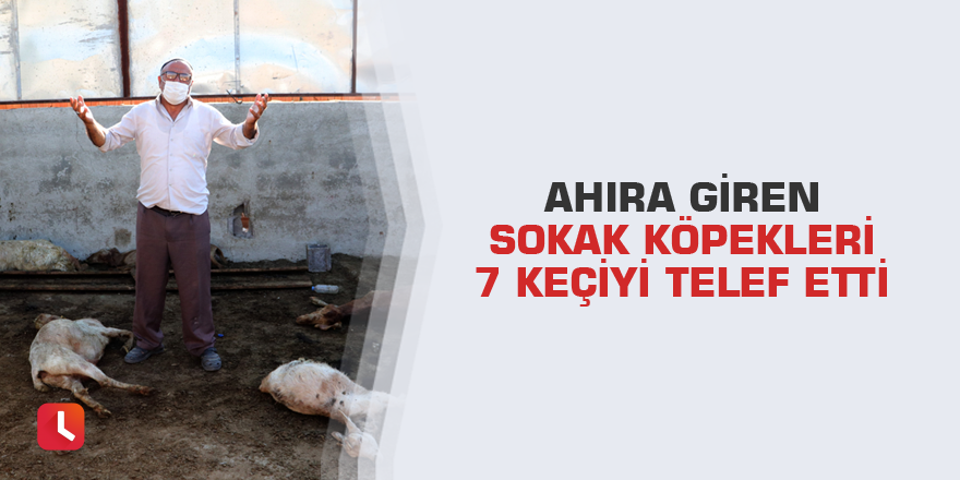 Ahıra giren sokak köpekleri 7 keçiyi telef etti