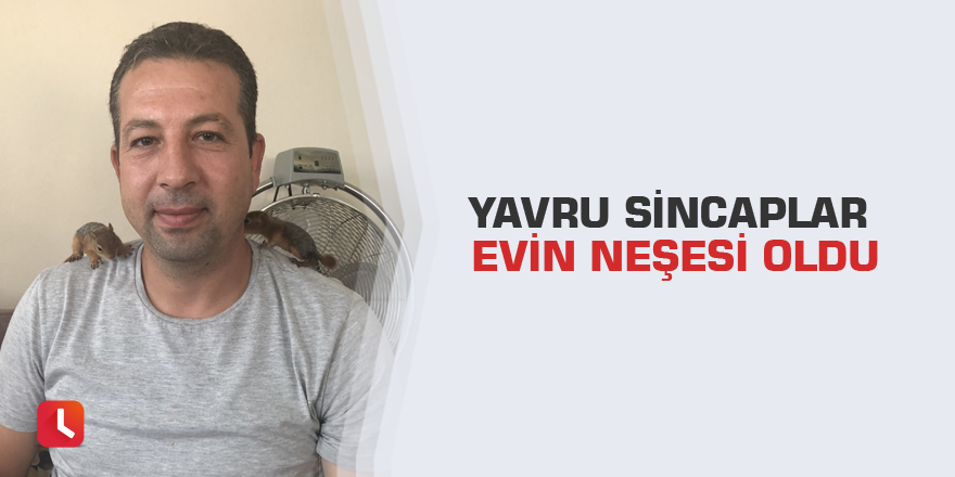 Yavru sincaplar evin neşesi oldu