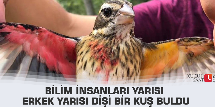 Bilim insanları yarısı erkek yarısı dişi bir kuş buldu