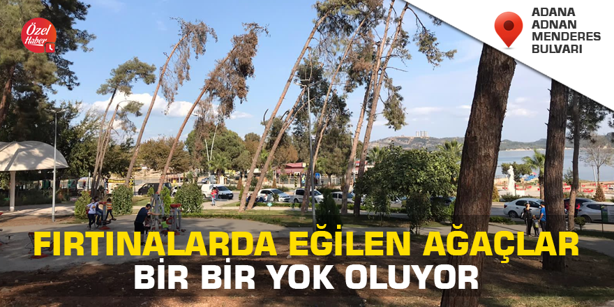 Adana'da fırtınalarda eğilen ağaçlar bir bir yok oluyor