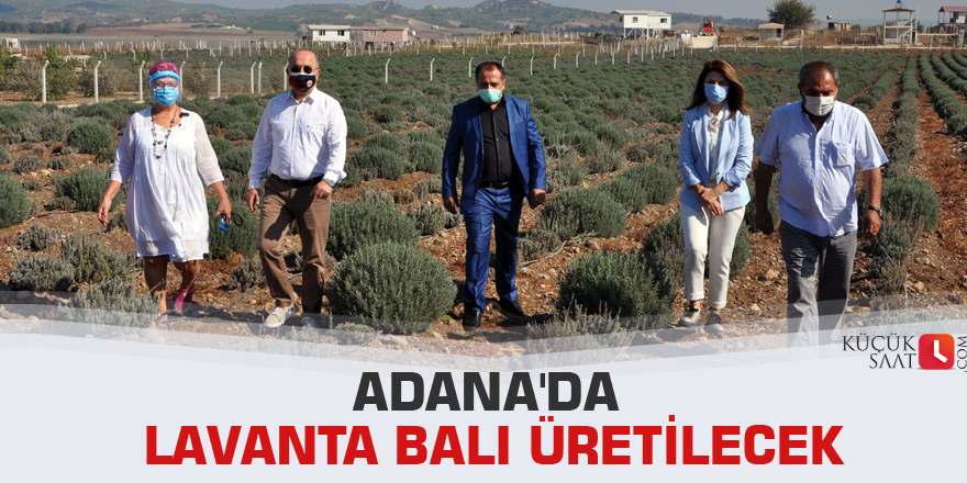 Adana'da lavanta balı üretilecek