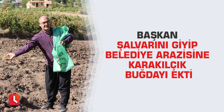 Başkan şalvarını giyip belediye arazisine karakılçık buğdayı ekti