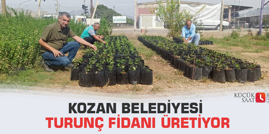 Kozan Belediyesi turunç fidanı üretiyor