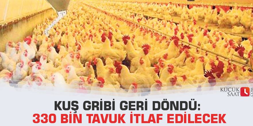 Kuş gribi geri döndü: 330 bin tavuk itlaf edilecek