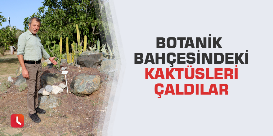 Botanik bahçesindeki kaktüsleri çaldılar