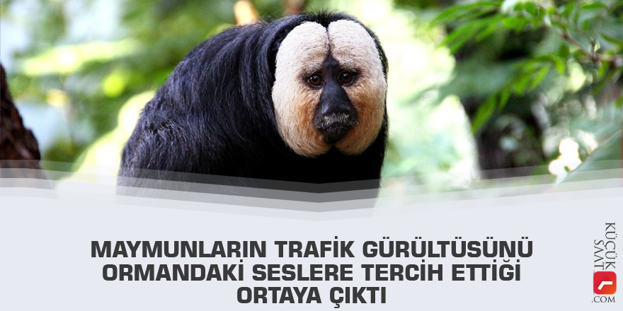 Maymunların trafik gürültüsünü ormandaki seslere tercih ettiği ortaya çıktı