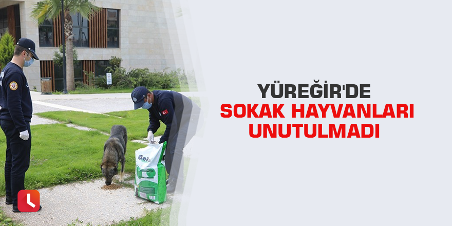 Yüreğir'de sokak hayvanları unutulmadı