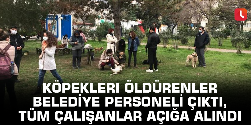 Köpekleri öldürenler belediye personeli çıktı, tüm çalışanlar açığa alındı