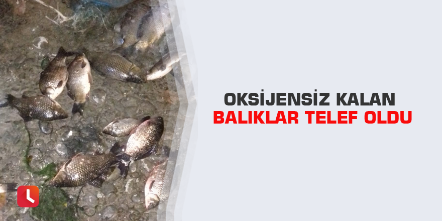 Oksijensiz kalan balıklar telef oldu