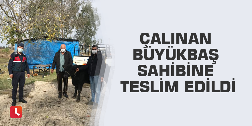 Çalınan büyükbaş sahibine teslim edildi