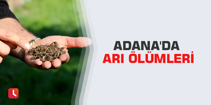 Adana'da arı ölümleri