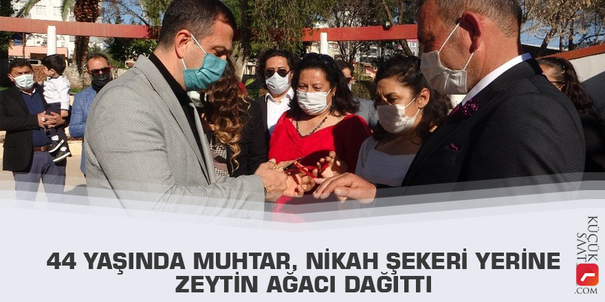 44 yaşında muhtar, nikah şekeri yerine zeytin ağacı dağıttı