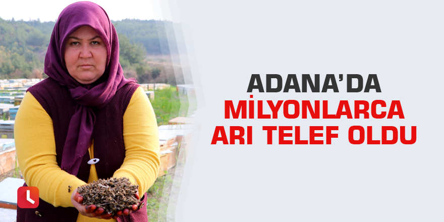 Adana’da milyonlarca arı telef oldu