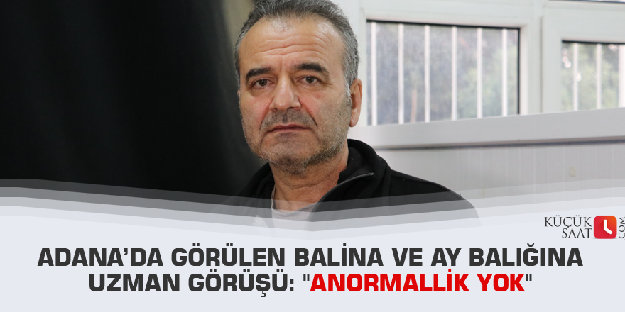 Adana’da görülen balina ve ay balığına uzman görüşü: "Anormallik yok"