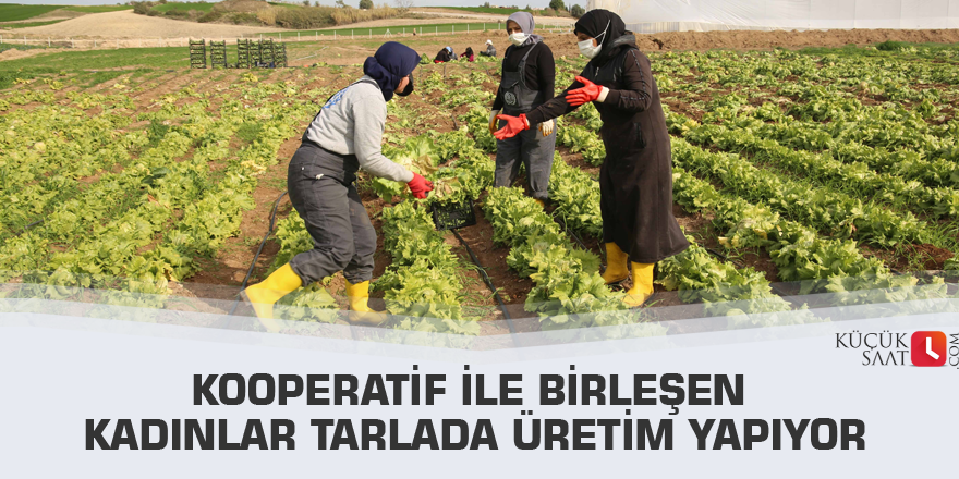 Kooperatif ile birleşen kadınlar tarlada üretim yapıyor