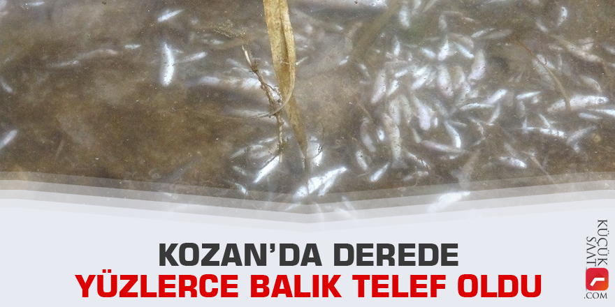 Kozan’da derede yüzlerce balık telef oldu