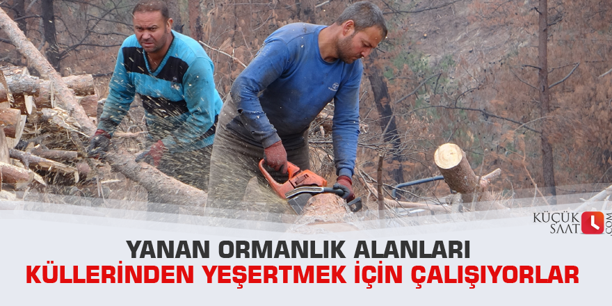 Yanan ormanlık alanları küllerinden yeşertmek için çalışıyorlar