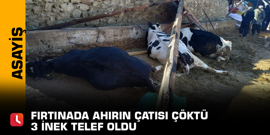 Fırtınada ahırın çatısı çöktü 3 inek telef oldu