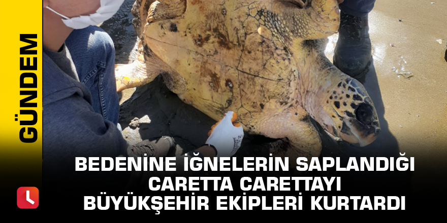 Bedenine iğnelerin saplandığı caretta carettayı Büyükşehir ekipleri kurtardı