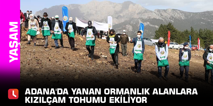 Adana'da yanan ormanlık alanlara kızılçam tohumu ekiliyor