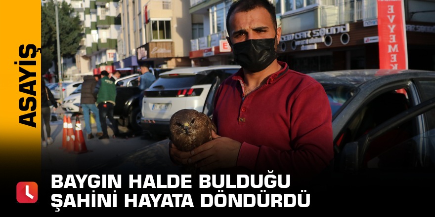 Baygın halde bulduğu şahini hayata döndürdü