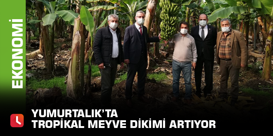 Yumurtalık’ta tropikal meyve dikimi artıyor