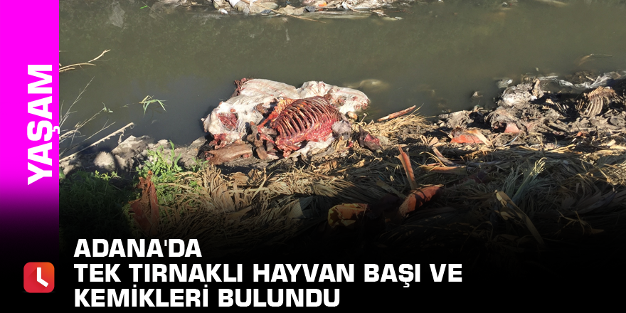 Adana'da tek tırnaklı hayvan başı ve kemikleri bulundu